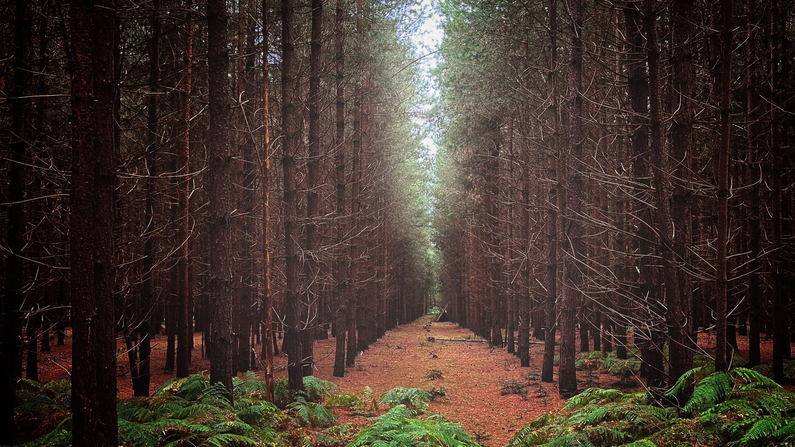 Rendlesham Forest