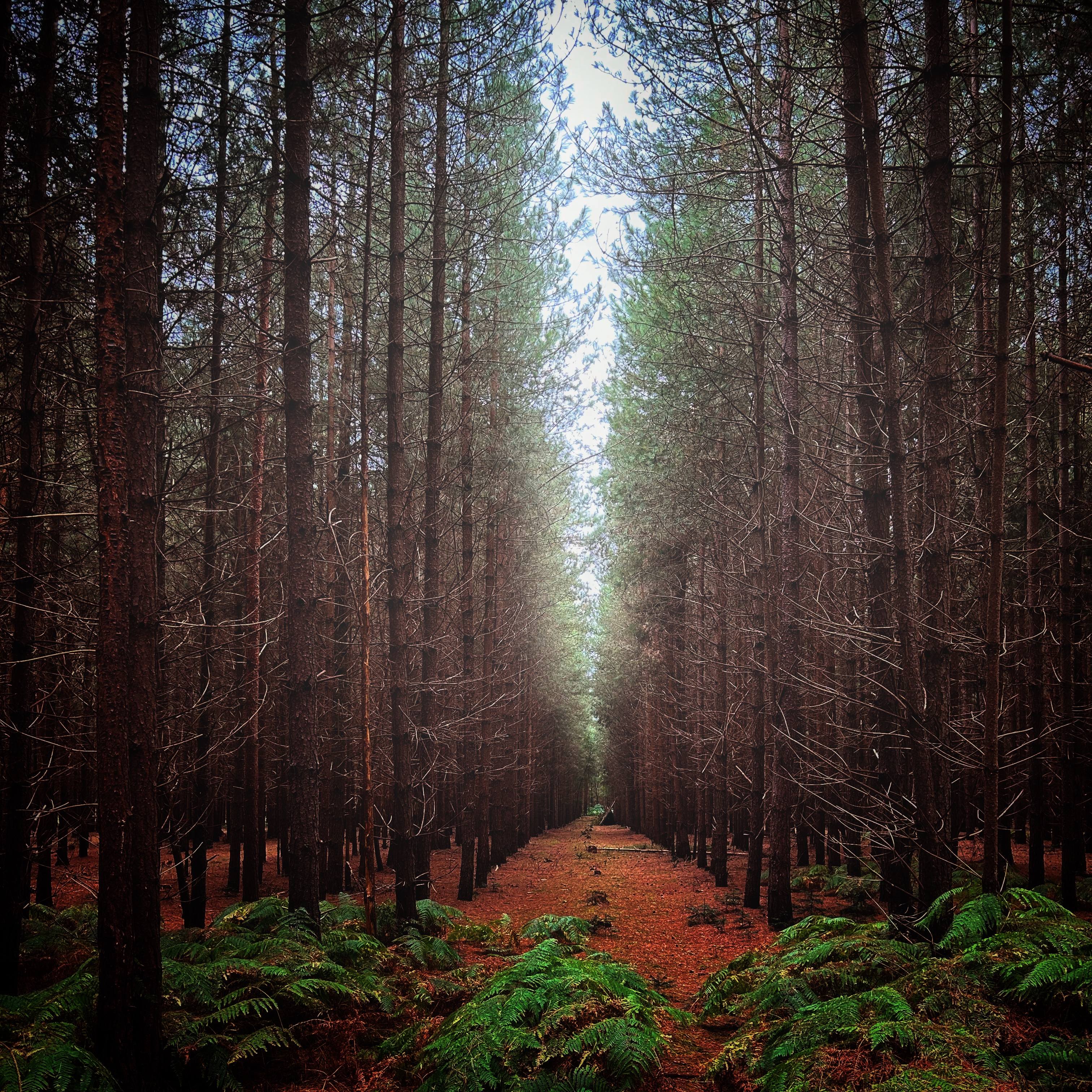 Rendlesham Forest